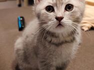 BKH Kater! - Gladbeck