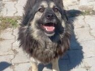 MARA - Gnadenbrotplatz gesucht - Weilheim (Oberbayern)