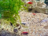 Garnelen Mix * Neocaridina * blau / rot / Natur - Hettstadt