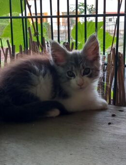 Maine Coon Kater Ollek - Ruhland Zentrum