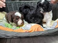 Bolonka-Shih-tzu Welpen - Trusetal Trusetal