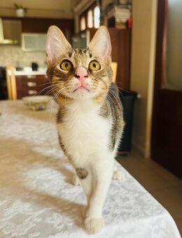 Agnar 🐾 der Furchtlose - Kirchheim (München)