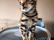 Exotik auf vier Pfoten - nur für echte Liebhaber Bengalkatze, Kätzchen - Plüderhausen