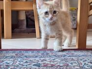 BKH/BKL Kitten suchen neues Zuhause - Essen
