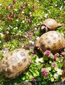 1,0 Vierzehenlandschildkröte ( Testudo horsfieldii ) in 14712