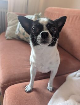 Chihuahua unkastriert ca 5 Jahre sucht Familie - Hamburg