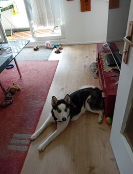 Husky Damen - Dessau-Roßlau Mühlstedt