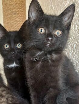 Katzenbabys Persermix - Geisenfeld