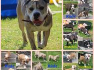 Oeb Alternative Bulli Mix Welpen - Schlotheim