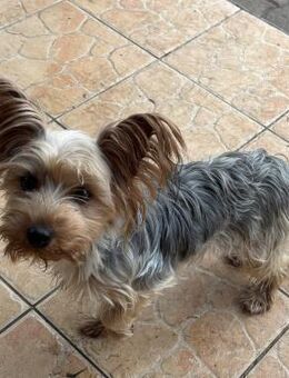 🌟 YODINA kleine Yorkie- Silky Terrier - Kassel