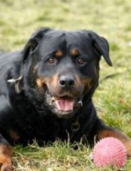 Blacky su. hundeerfahrene Halter - Neuhausen (Spree)