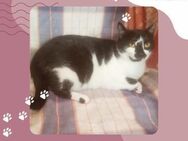 Katze Felicia wartet sehnsüchtig - Lalendorf