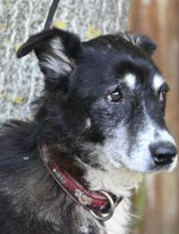 Hetti SI Hundeomi sucht Gnadenplatz - Neustadt (Rübenberge)