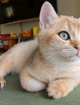 Bezaubernde BKH Kitten gold mit Stammbaum - Borkheide