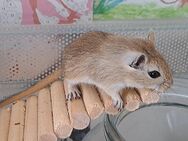 Sanfte Agouti-Rennmaus sucht artgerechtes Zuhause - Weinheim