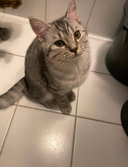 Schmusige BKH Kitten suchen ein neues Zuhause - Duisburg