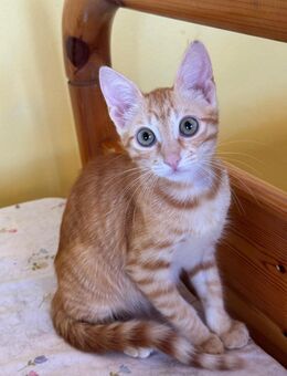 Kleine Willow sucht Dich! - Walluf