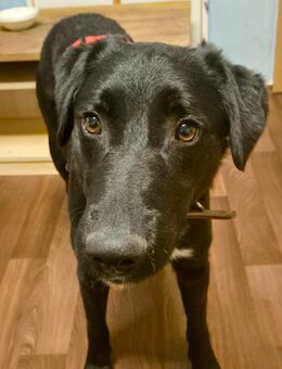 Unsere tolle schwarze Labradormischlingshündin Finja 2 J sucht ein warmes Körbchen ca 50 cm groß mit Geduld das sie ankommen kann - Angern