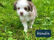 Chihuahua Malteser Mix Welpen - Wuppertal