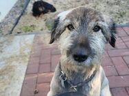 Inka sucht ihr Zuhause - Enger (Widukindstadt)