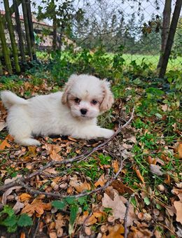 Havaneser/Shih-Tzu Welpen Hündinnen + Rüden - Oranienburg