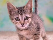 Cathy, ein suesses Katzenkind - Brunstorf