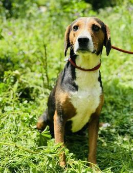 FORTUNA dreifarbiges Schlappohr 😍 - Mylau