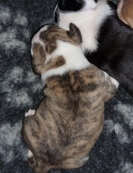New English Bulldog, Alternative Bulldogge, Bulldogge, Französische Bulldogge - Gera