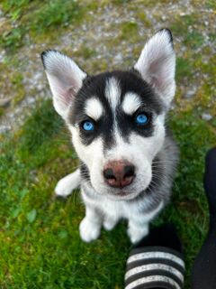 Siberian Husky