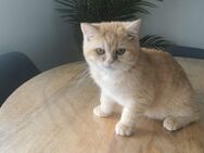 Schweren Herzens abzugeben: BKH-Kater „Milo“, 5 Monate jung 🐾 - Schwalbach (Taunus)