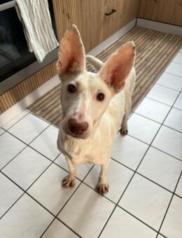 Susona - liebevoll und gemütlich - Heppenheim (Bergstraße)