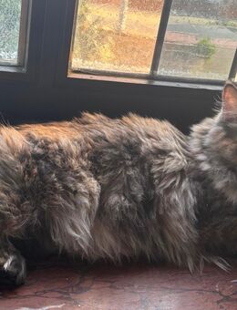 Maine coon Perser kätzchen - Vechta