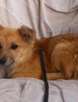 TZOU sucht geduldige, erfahrene Familie - Aerzen