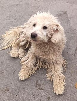 Huba ist ein ruhiger Vertreter - Olsberg