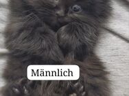 Zuckersüße Baby Perser kitten - Krefeld