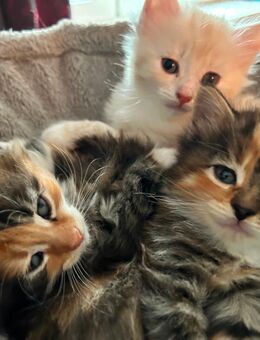 Norwegische Waldkatzen Kitten mix in ein liebevolles Zuhause abzugeben - Ockholm