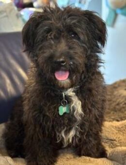 Aldor 42 cm (Pfegestelle) - Alpenrod