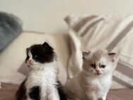 Kitten Babykatze Britisch Langhaar - Nürnberg