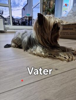 Jorkshire Terrier Welpen abzugeben - Dortmund