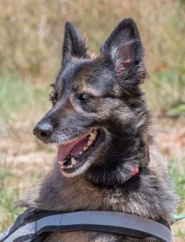 Luna hofft auf ein schoenes Zuhause - Brunstorf