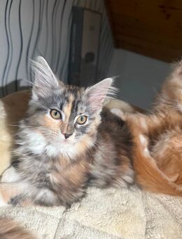 Main Coon Kitten reinrassig - Gardelegen (Hansestadt) Berge