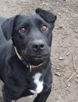 Kleiner Elvis sucht seine Menschen - Weilheim (Oberbayern)