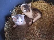 Katzenbabys / Katzenkinder - Betzigau