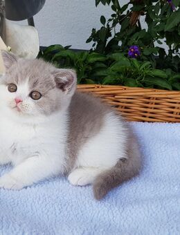 Britisch Kurzhaar Katze Jara vom Kister Silbermond lilac/white - Giebelstadt