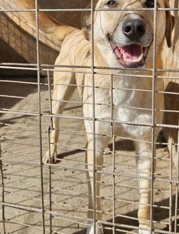 KOVU - freundlich, zurückhaltend - Weilheim (Oberbayern)