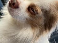 Chihuahua Rüde 4,5 Jahre - Remseck (Neckar) Remseck