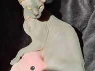 Canadian Sphynx Dame mit Stammbaum - Bad Schwalbach