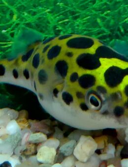 Kugelfisch Grün - Hohenroth