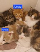 Wunderschöne Reinrassigen Main Coon Kitten XXL in 65205
