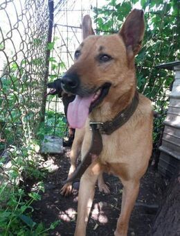 Alf - sucht seine besonderen Menschen ❤️ - Mönchengladbach